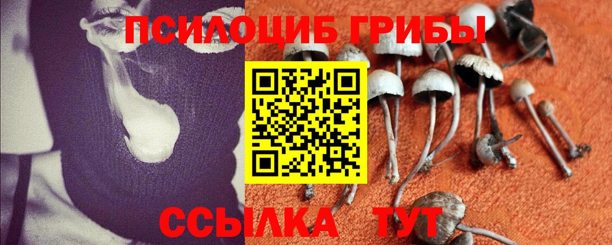 Псилоцибиновые грибы Psilocybine cubensis Выборг